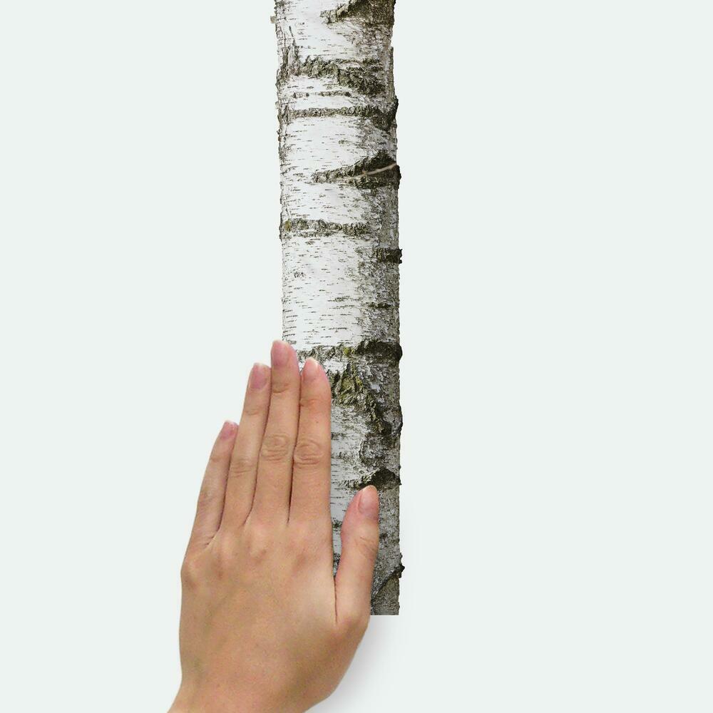 Samolepky na zeď se vzorem stromů BŘÍZY (obrázek 5)